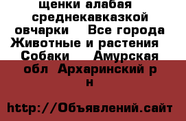 щенки алабая ( среднекавказкой овчарки) - Все города Животные и растения » Собаки   . Амурская обл.,Архаринский р-н
